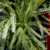 Artificial Norfolk Pine Christmas Wreath with Velvet Bow